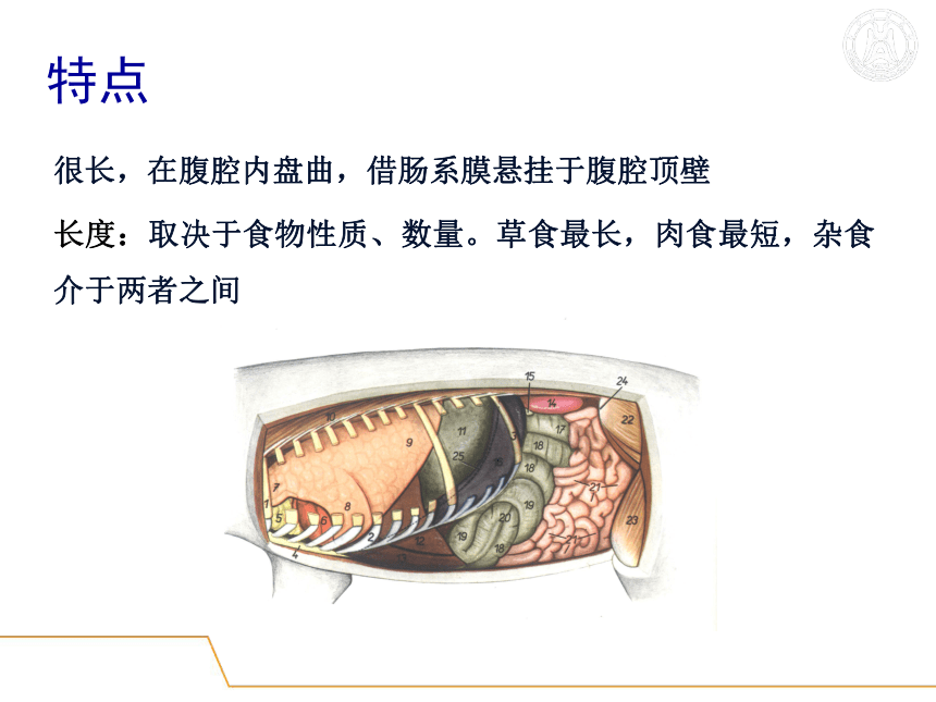 5.消化系统-3  课件(共51张PPT) - 《畜禽解剖生理学》同步教学（高教版）