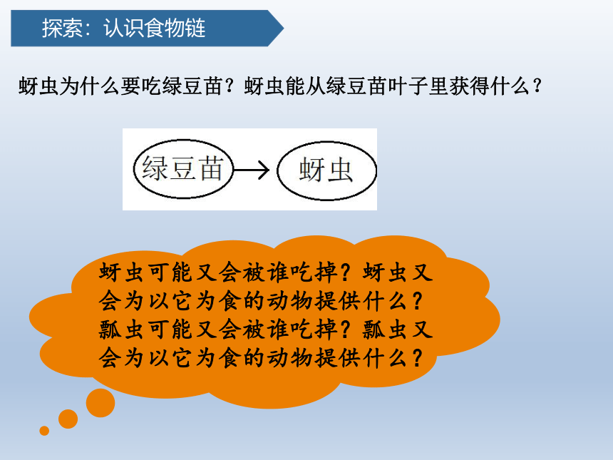 教科科学五下1.6食物链和食物网 课件(共24张PPT)