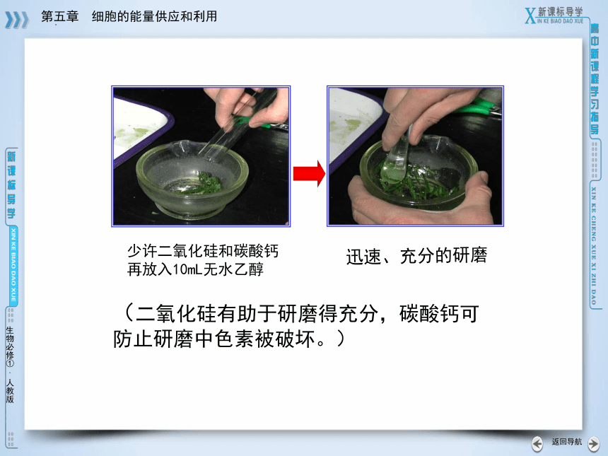 5.4.1光合作用与能量转化课件（14张）2022-2023学年高一上学期生物人教版必修1