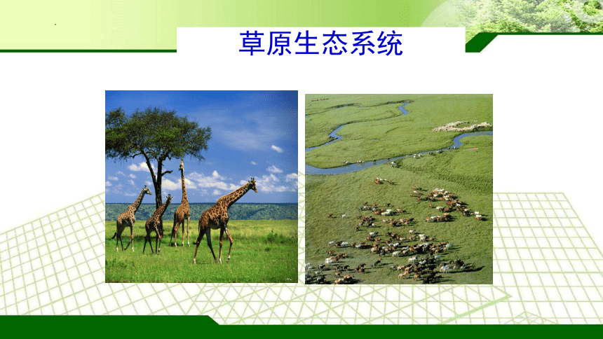 2.3.1  多种多样的生态系统课件(共34张PPT)2022-2023学年苏科版生物七年级上册