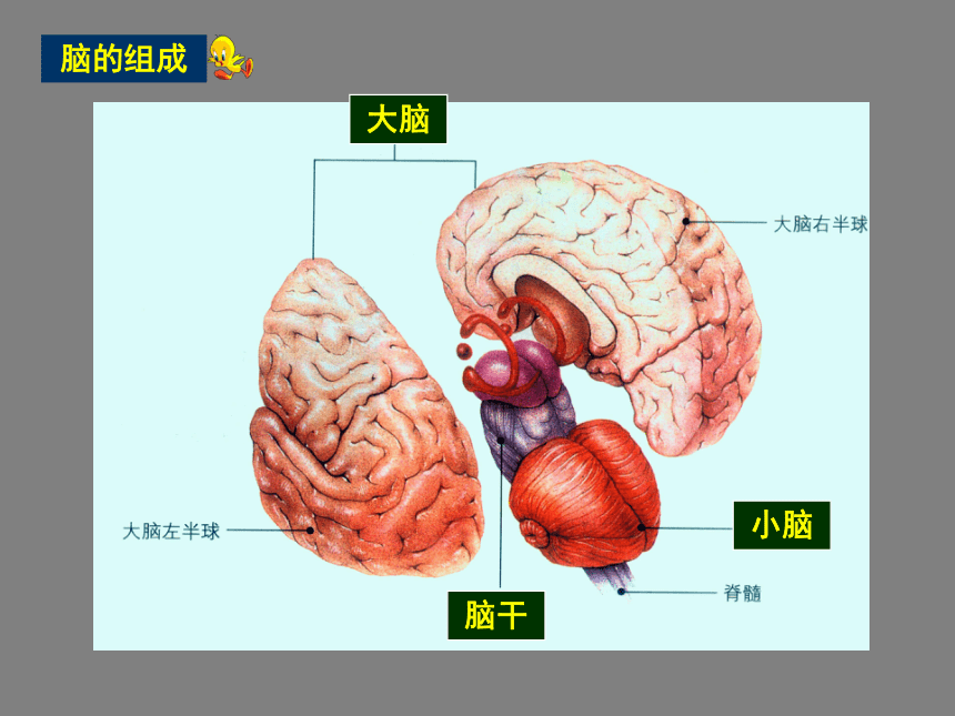 苏科版八上生物 16.1人体的神经调节 课件（共30张PPT）