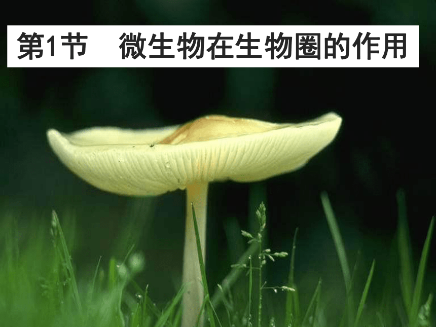 18.1 微生物在生物圈中的作用课件(共32张PPT)