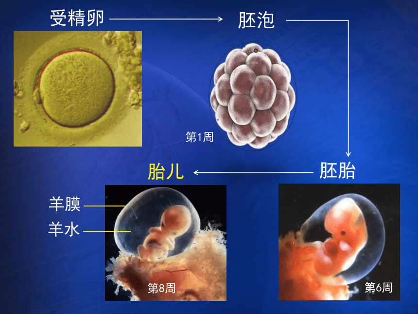 第一节 人的生殖和发育 课件（22张PPT）