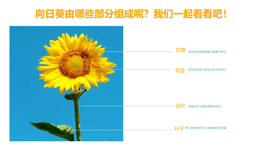 《向日葵》课件通用版少儿美术(共25张PPT)