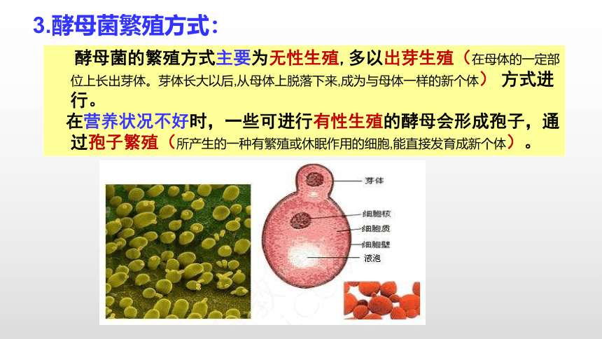 高中生物学人教版（新课程标准）1.1  果酒和果醋的制作课件2021-2022学年高二下学期生物人教版选修1(共38张PPT)