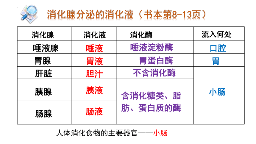 4.8.2食物的消化和营养物质的吸收课件（共37张PPT）2022--2023学年北师大版生物七年级下册