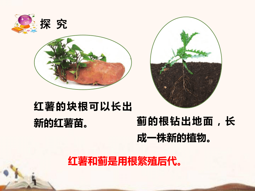 苏教版（2017秋）四年级下册科学4.13.用根、茎、叶繁殖  (课件19ppt)