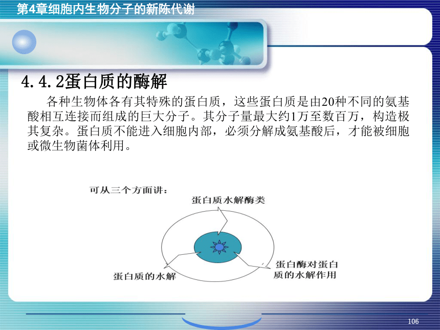 4.细胞内生物分子的新陈代谢_4 课件(共29张PPT）- 《环境生物化学》同步教学（机工版·2020）