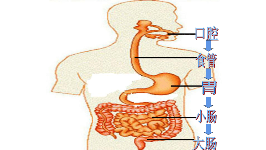 四年级上册科学课件 《2.8食物在身体里的旅行》教科版   (共26张PPT)