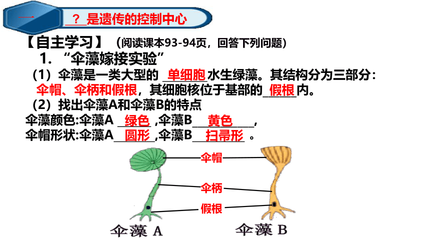 2021--2022学年济南版生物八年级上册 4.4.1遗传的物质基础课件（共25张PPT ）