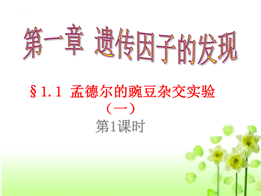 生物人教版（2019）必修2 1.1孟德尔的豌豆杂交实验(一)（共25张ppt）（有视频）