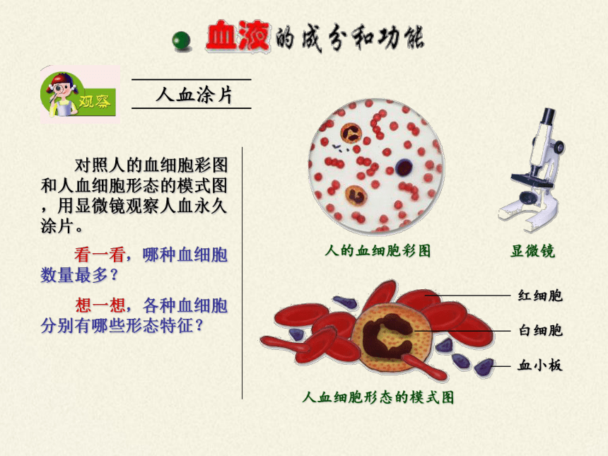 苏教版生物七年级下册 第十章 第一节 血液和血型课件(共33张PPT)