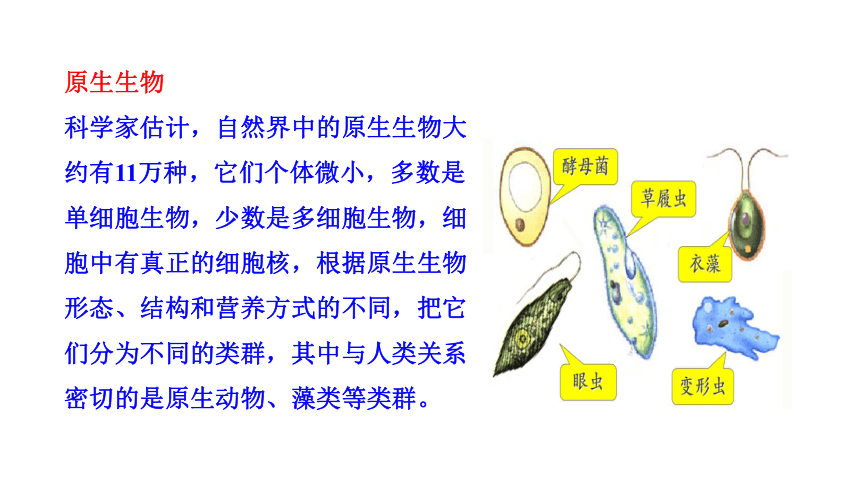 八年级下册生物北师大版课件：第22章 第2节  原生生物的主要类群(共23张PPT)