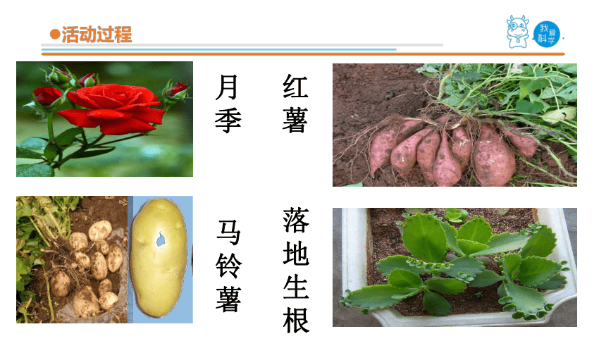 青岛版《科学》三年级下册第四单元《植物的生长》 14 植物的“分身术”教学课件(共21张PPT)