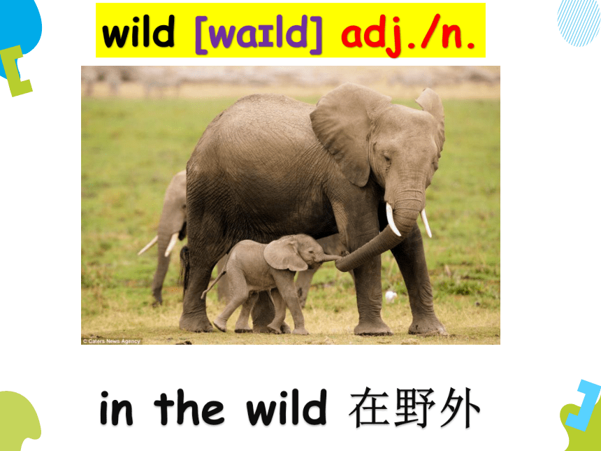 Unit 5 Wild animals单词讲解课件（共61张PPT）