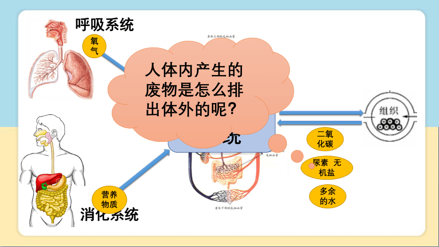 2020-2021学年人教版七年级生物下册  4.5人体内废物的排出 课件（29张PPT）