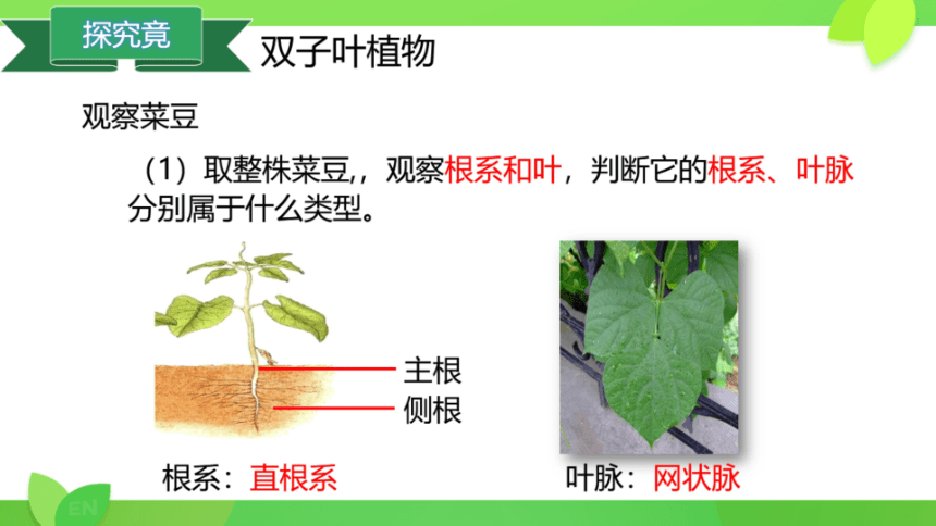 冀教版七年级上册 第一单元 第三章  第六节 被子植物 双子叶植物课件（共20张PPT）