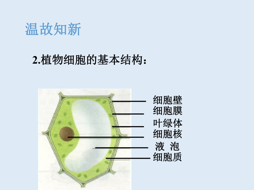 人教版七年级生物 上册 第二单元 第一章 第三节 动物细胞 课件（共32张PPT）