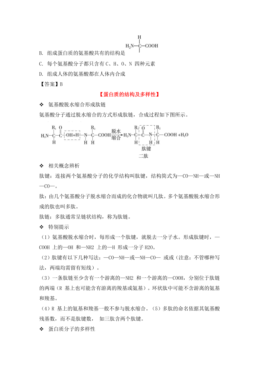 高中生物人教版（2019）必修一备考期末-《组成细胞的分子》-“蛋白质是生命活动主要承担者”章节重点归纳&典例示范（含答案）