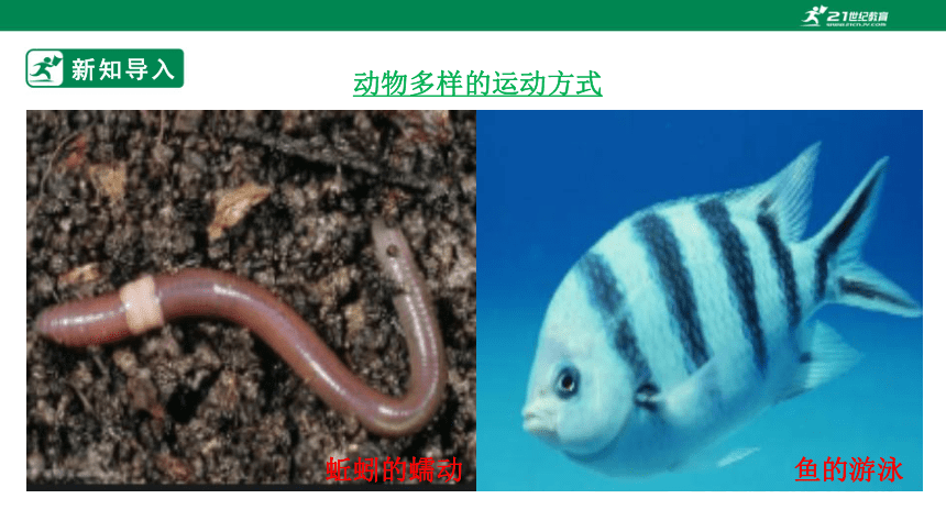 人教版5.2.1 动物的运动-2022-2023学年八年级生物上册 同步课件(共35张PPT)