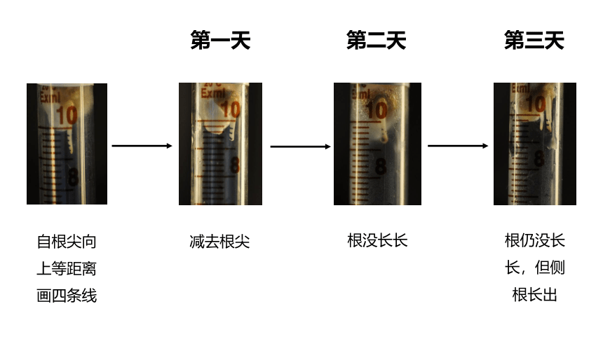 第二节 植株的生长课件(共45张PPT)