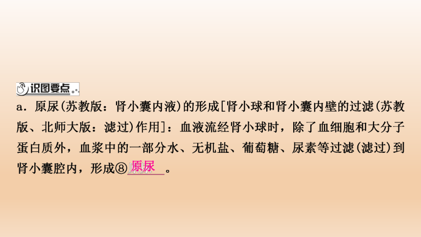 2023年中考生物复习专题★★人体代谢废物的排出.ppt(共27张PPT)