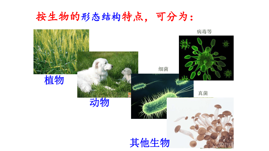 1.1.2  调查周边环境中的生物  课件(共43张PPT)2022-2023学年人教版生物七年级上册