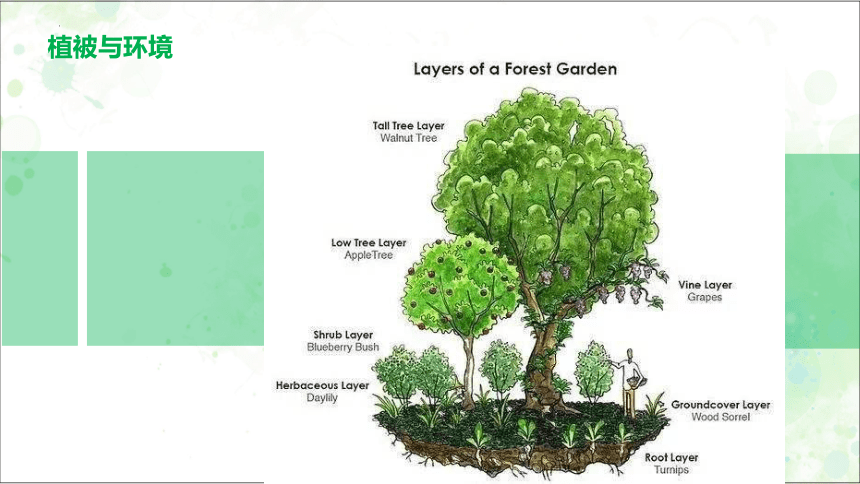 5.1 植被 （共28张ppt）