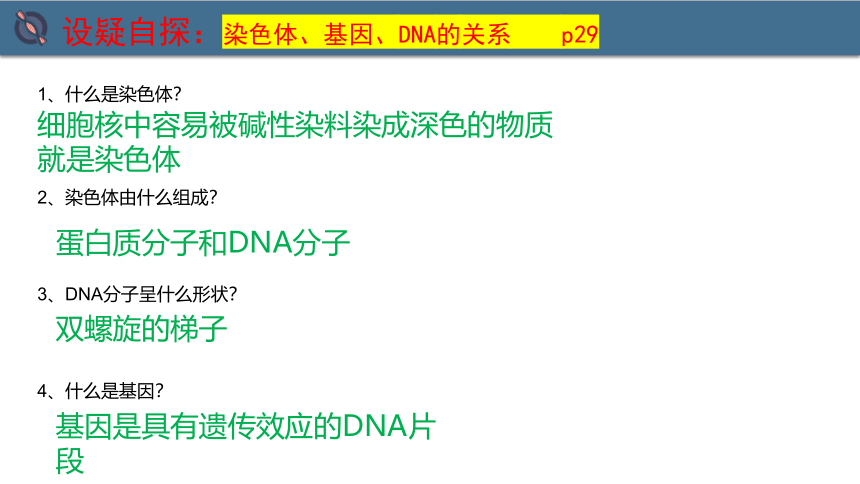 7.2.2基因在亲子代之间的传递课件(共25张PPT) 人教版生物八年级下册