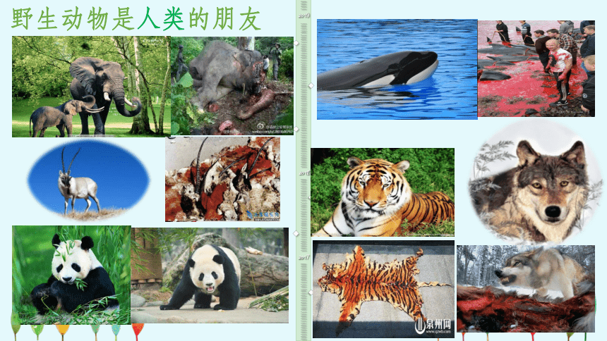 Unit 7 what's the highest mountain in the word Animals need your help   Writing（课件）（21张PPT）