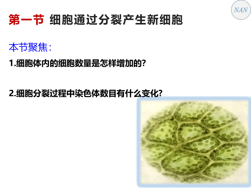 2021—2022学年人教版七年级上册 2.2.1 细胞通过分裂产生新细胞课件  （共17张PPT）