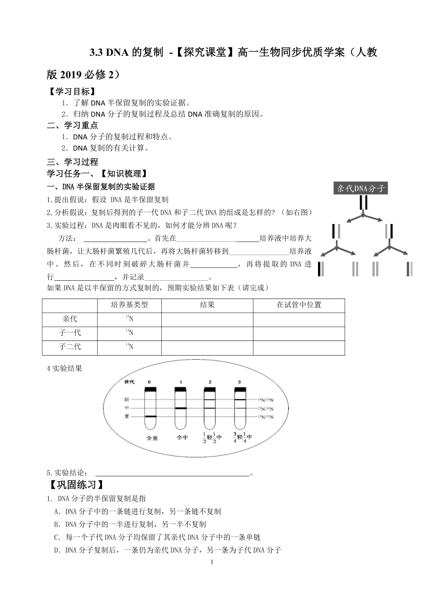高中生物学人教版（2019）必修2-3.3 DNA的复制  学案（含答案）