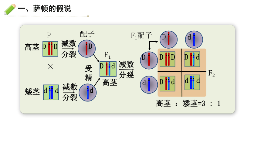 生物人教版（2019）必修2 2.2基因在染色体上（共18张ppt）课件