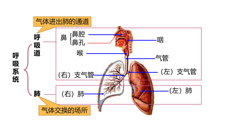3.5 生物的呼吸和呼吸作用 课件（32张PPT)