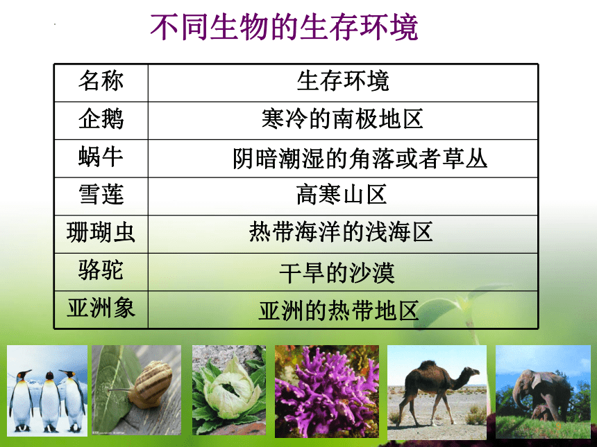 2.2.1  生物生存的环境课件(共29张PPT)2022-2023学年苏科版生物七年级上册