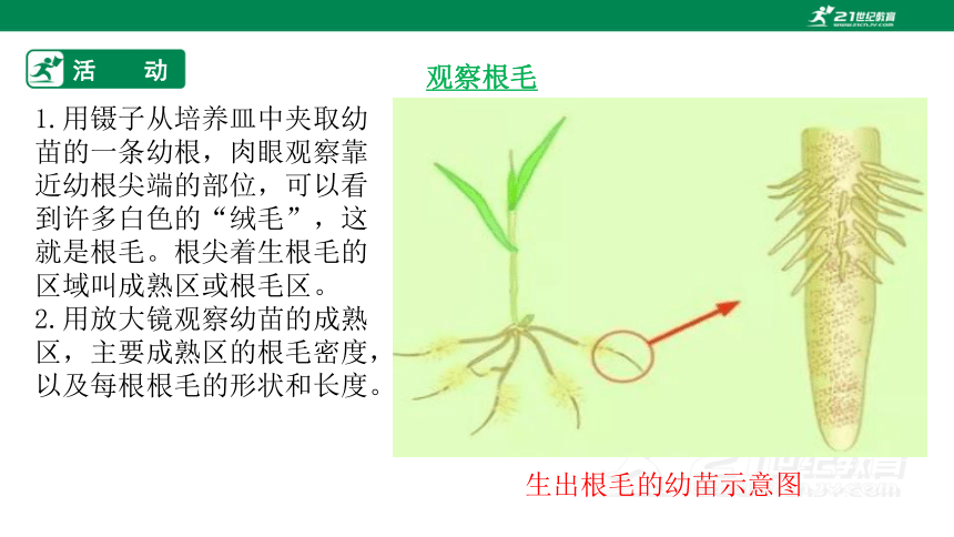 北师大版3.5.3 吸收作用-2022-2023学年七年级生物上册同步课件（共34页）