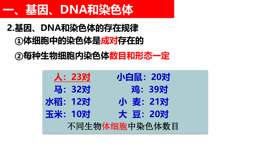 2021-2022学年人教版生物八年级下册7.2.2基因在亲子代间的传递课件(共22张PPT)
