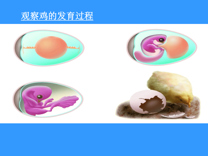 苏科版八年级上册生物 20.2动物的发育  课件（29张PPT）