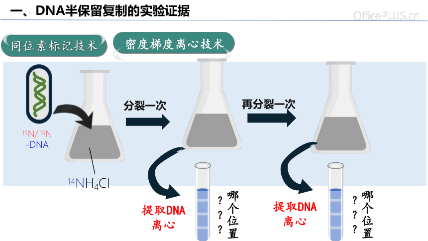 3.3  DNA的复制课件(共33张PPT2份视频)-人教版必修2