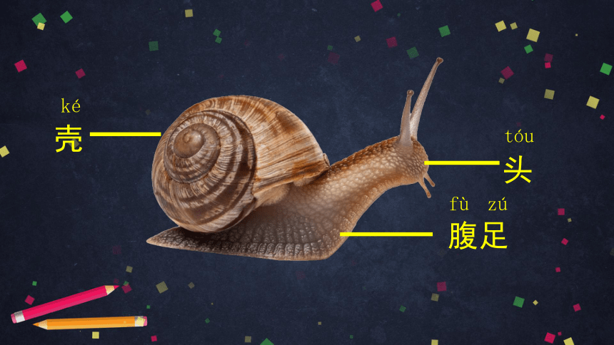 湘科版（2017秋）2.2 观察蜗牛的反应（课件21张ppt）