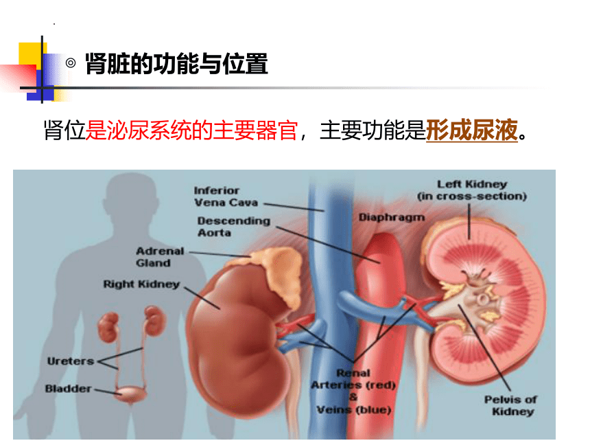 2021--2022学年北师大版生物七年级下册 11.2尿的形成与排出  课件（共35张PPT）