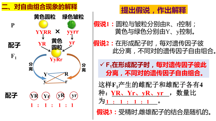 1.2 孟德尔的豌豆杂交实验（二）课件(共48张PPT)-2023-2024学年高一下学期生物人教版必修2