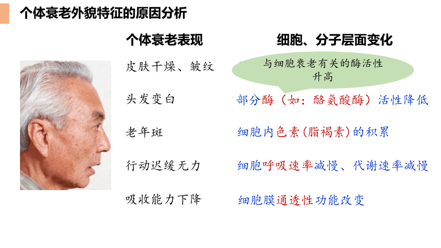 6.3细胞的衰老和死亡课件（24张ppt）-2022-2023学年高一上学期生物人教版（2019）必修1