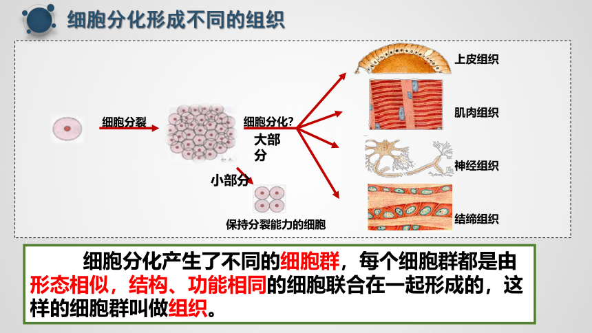 2.2.2 动物体的结构层次 课件 (共18张PPT)