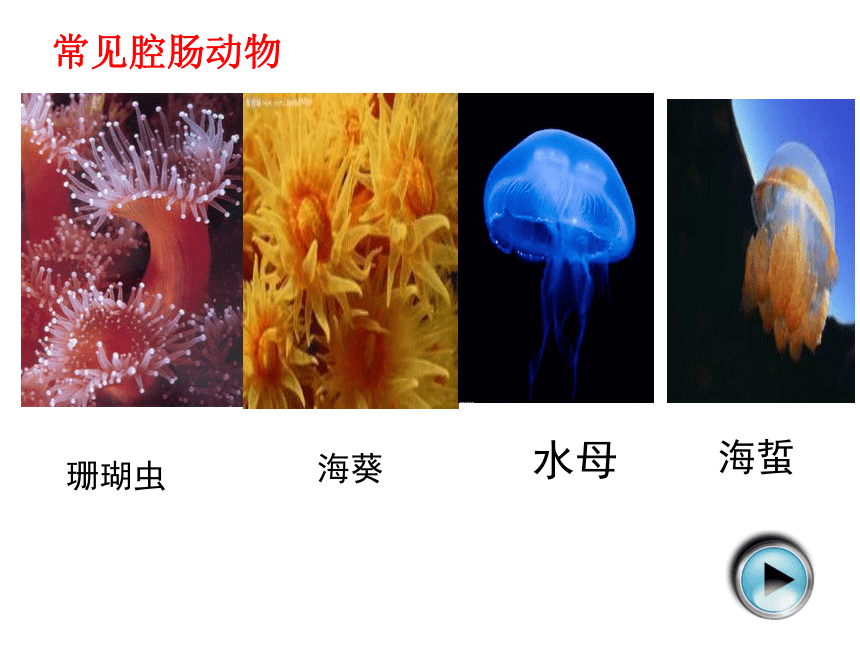 5.1.1腔肠动物和扁形动物课件（共19张PPT）2022--2023学年人教版生物八年级上册