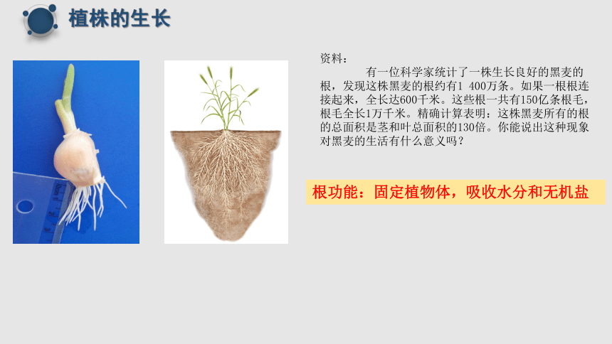 3.2.2植株的生长课件(共20张PPT+内嵌视频1个)2022-2023学年人教版生物七年级上册