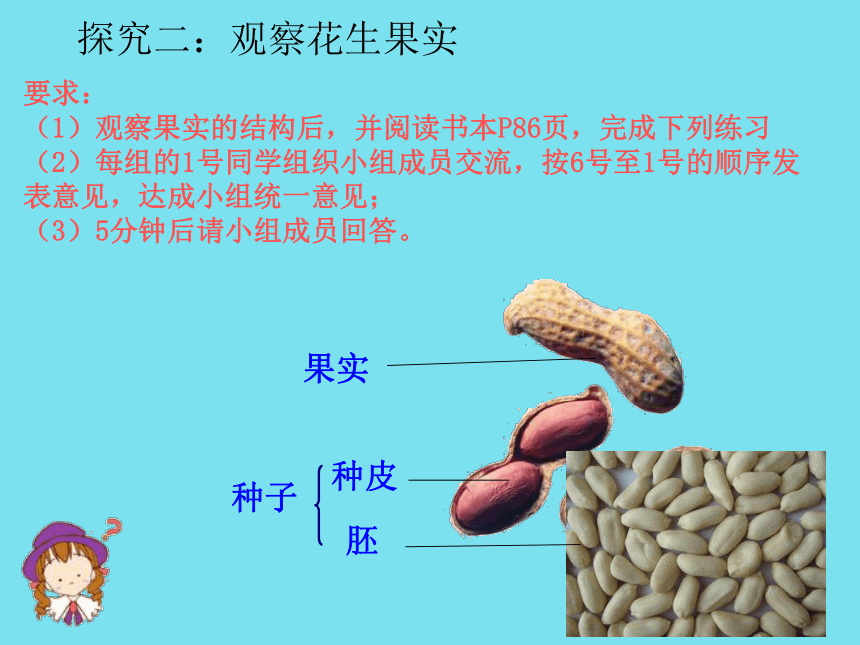 苏教版七上生物 5.5 植物的开花和结果 课件（19张PPT）