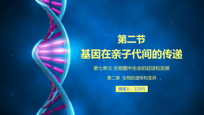 2020-2021学年人教版八年级下册生物7.2.2 基因在亲子间的传递 课件（25张PPT）