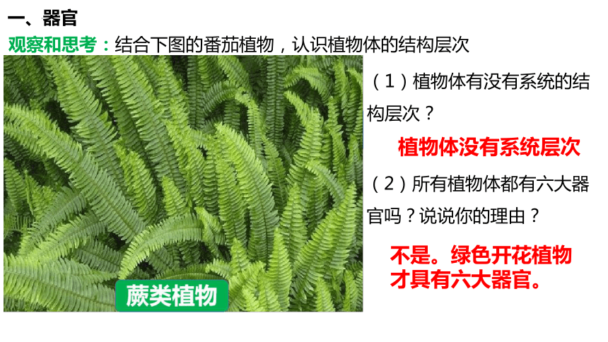 2.2.3 植物体的结构层次 初中生物学人教版 七年级上册 授课课件(共22张PPT)