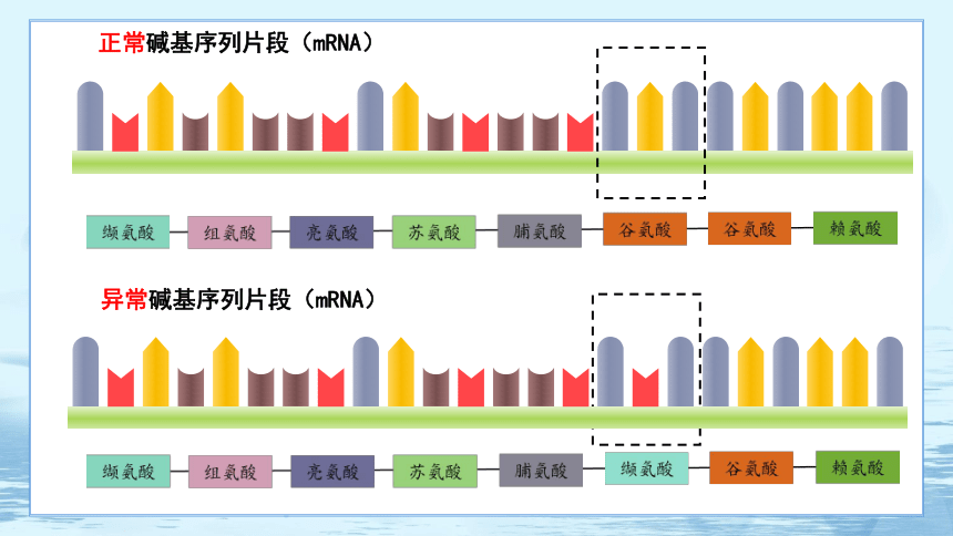 5.1 基因突变和基因重组 课件（60张ppt）高中生物学人教版（2019）必修2